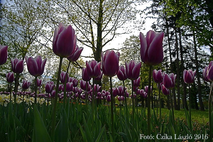 Tulipánvarázs a szombathelyi Csónakázótónál