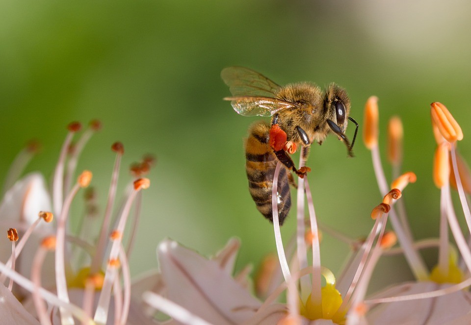 Ráfügghettek a méhek a rovarirtóra
