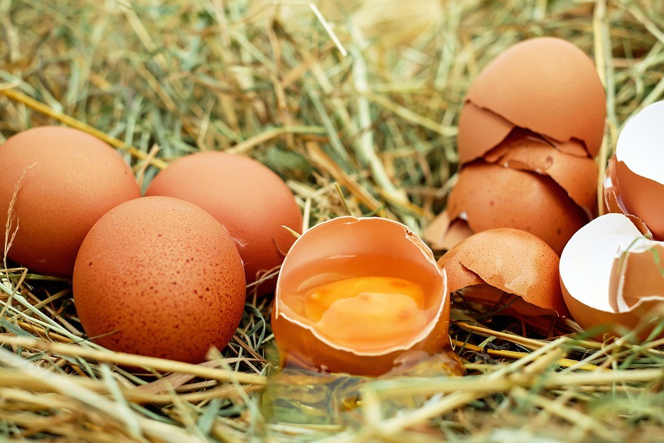 Szennyezett tojás - A gyanús termékek visszahívását kérik a baromfitartóktól
