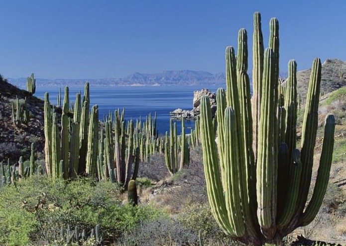 Különleges kaktuszok kiállítása lesz a Füvészkertben