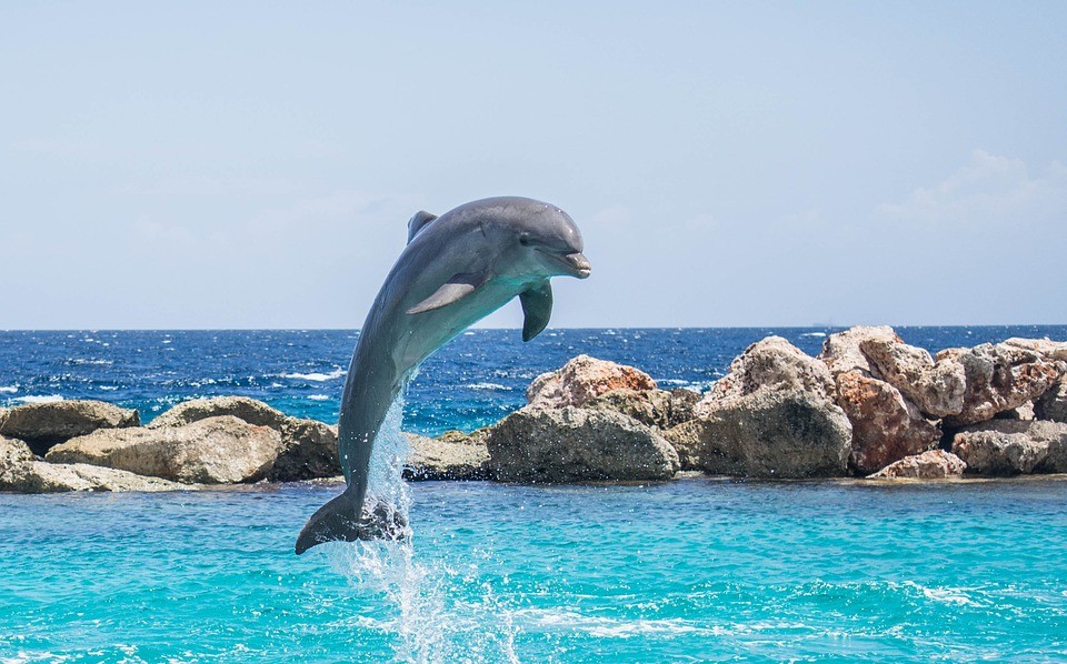 Visszatértek a közönséges delfinek a horvát Adriára