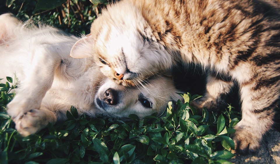 A közhiedelemmel ellentétben jól kijönnek egymással a kutyák és macskák