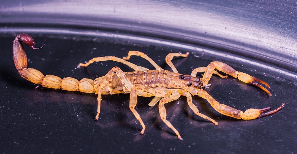 A brazil városokban elszaporodott, veszélyes skorpiókra figyelmeztetnek kutatók
