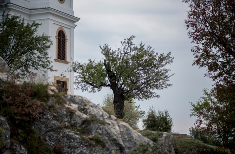 Ez a magyar fa lett a 2019-es év európai fája