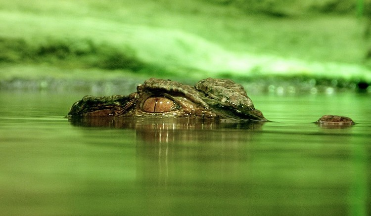Új afrikai krokodilfajt azonosítottak tudósok