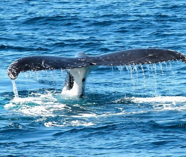The mystery of whale song has been solved