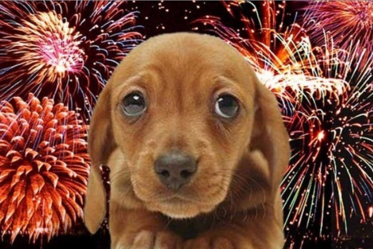 Pánikot okozhat a kutyáknál a szilveszteri tűzijáték
