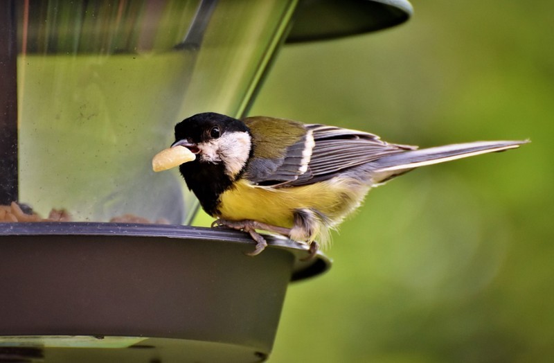 Így etessük télen az énekes madarakat