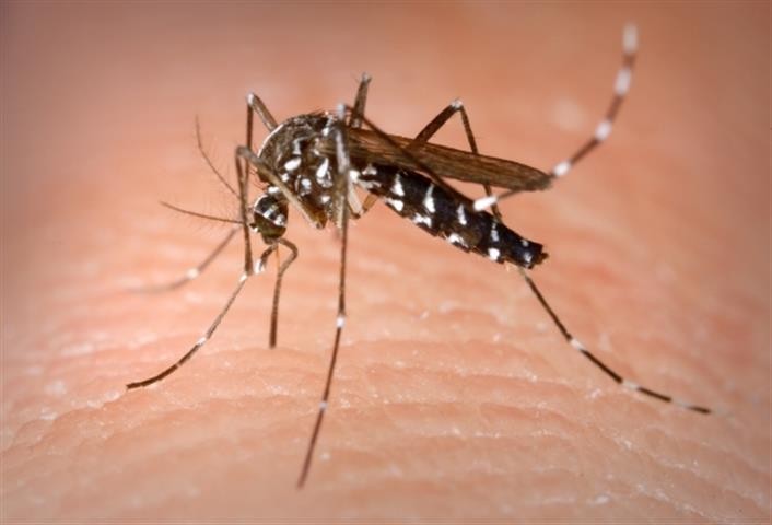 A lakosság segítségét kérik a kutatók a tigrisszúnyogok miatt