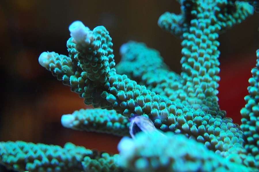 Rájöttek, hogyan segíthető a korallok fennmaradása