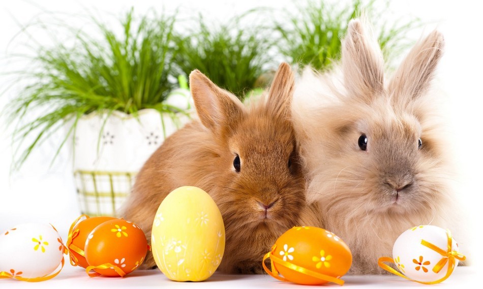 Honnan ered a húsvéti tojást tojó nyúl története?