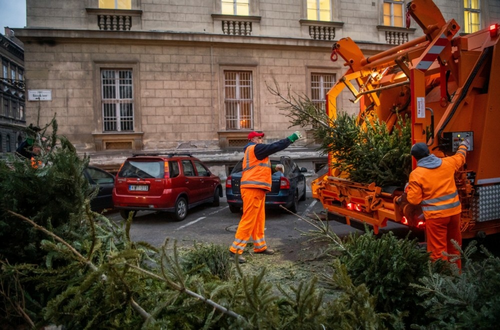 Környezetbarát módon hasznosítják a karácsonyfákat Budapesten