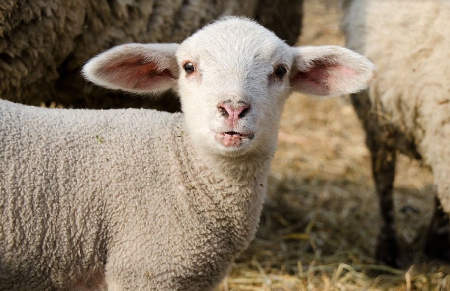 A húsvéti időszakban emelkedhet a bárányhús ára