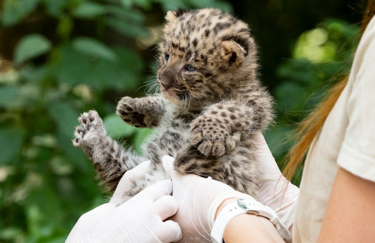 Napi cukiság: Rendkívül ritka perzsa leopárdok születtek Nyíregyházán (fotók)