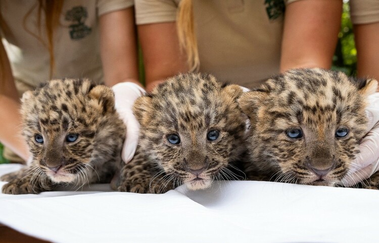Perzsa leopárdok születtek a Nyíregyházi Állatparkban