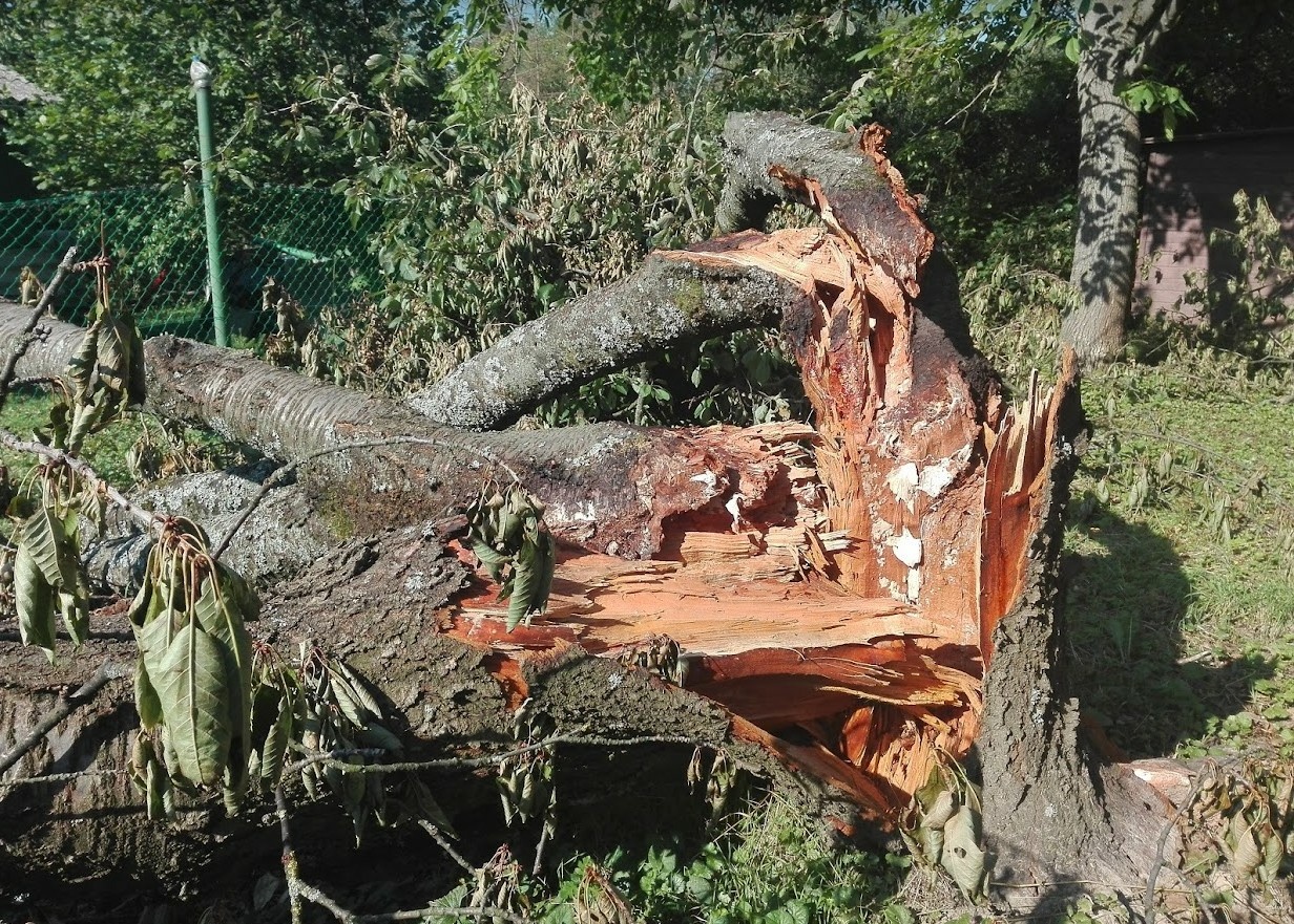 Vihar - Fákat csavart ki, vezetékeket szakított le az erős szél