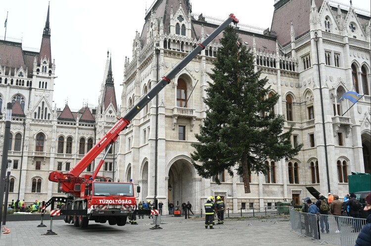 Felállították az ország karácsonyfáját Budapesten