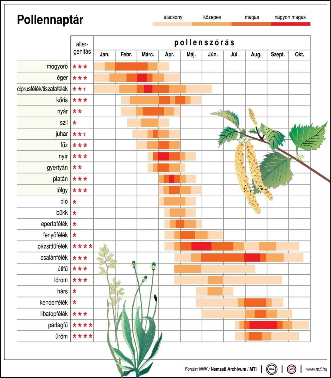Kezdődik a parlagfűpollen-szezon: készüljön fel időben az allergiás tünetekre