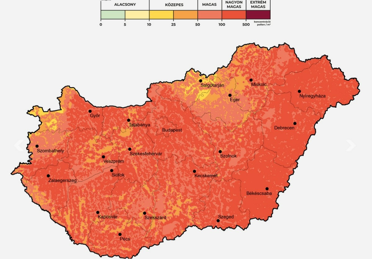Erősödik a parlagfű pollenszórása: nagyon magas lehet a pollenkoncentráció