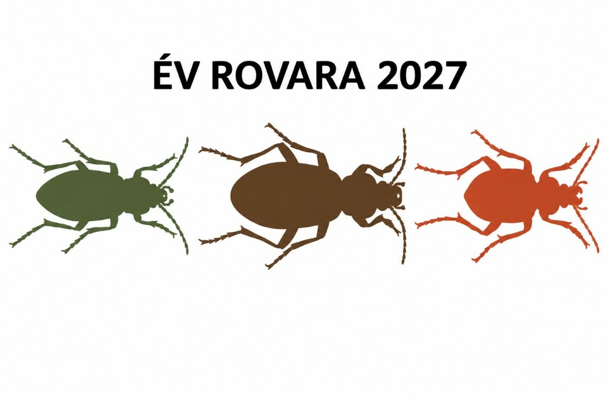 Három futóbogár versenyez: elindult a szavazás 2027-es Év rovarára