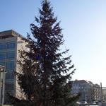 Fenyőfa