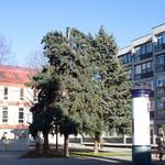 Fenyőfa