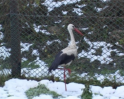 Gólya