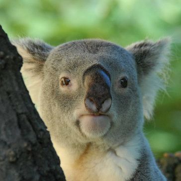 Koala