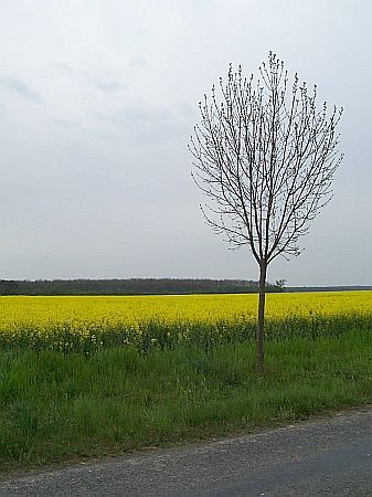 Egyházashetye