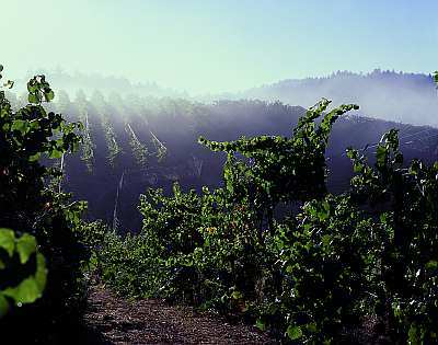 Az új Sonoma – a borkedvelő turisták Mekkája