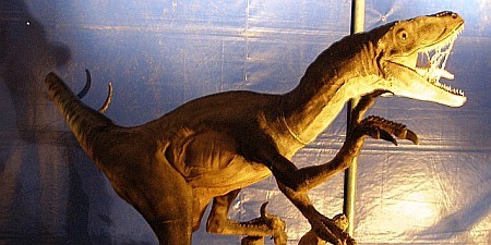 Dino Expo