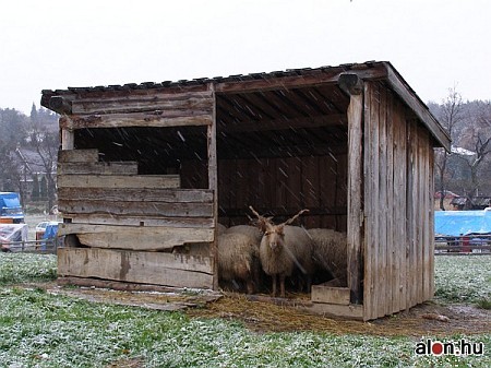 Márton napi vásár