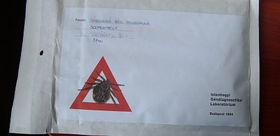 Kullancs bevizsgálás