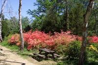 Jeli arbor&eacute;tum