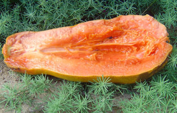 Papaya Papaya