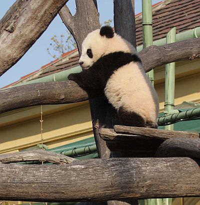 Bécsi panda