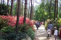 Jeli arborétum