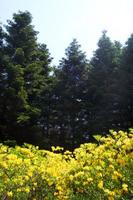 Jeli arbor&eacute;tum