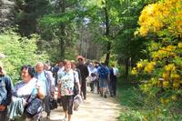 Jeli arbor&eacute;tum