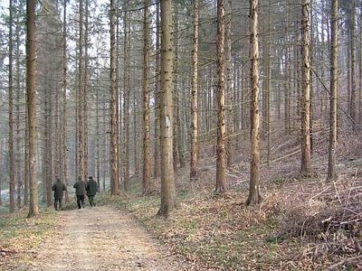 Kőszegi erdő