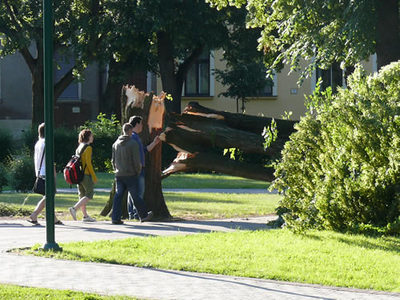 Kidőlt egy platánfa a Pelikán parkban2