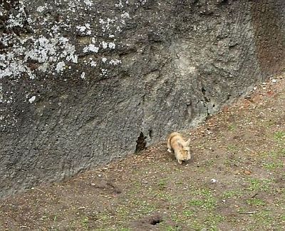 Nyúl a várárokban Riegersburg
