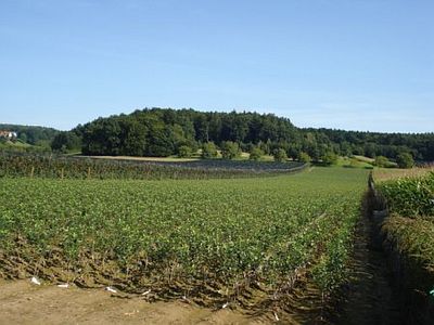 Mezőgazdasági idénymunkás voltam Ausztriában