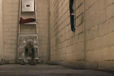 Hogyan fut a koala?