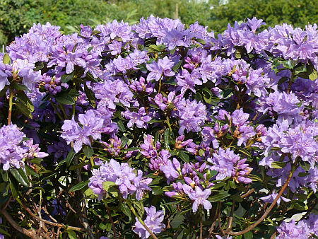 rododendron