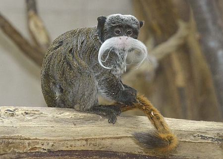 Tamarin a b&eacute;csi &aacute;llatkertben