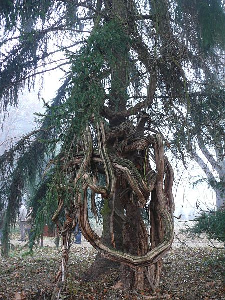 A Kámoni Arborétum