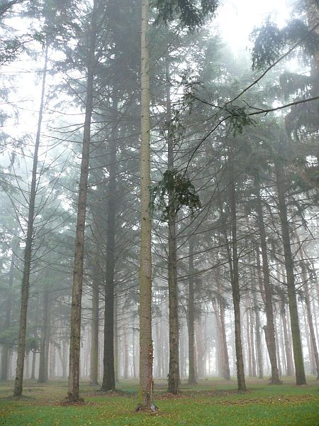 A Kámoni Arborétum