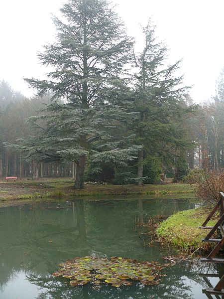 A Kámoni Arborétum