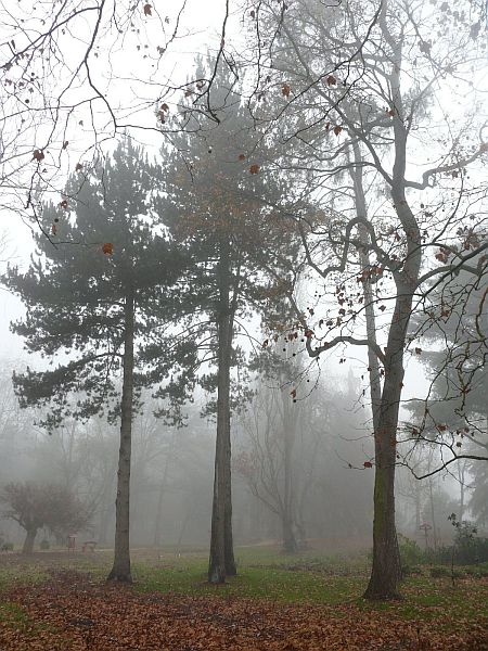 A Kámoni Arborétum